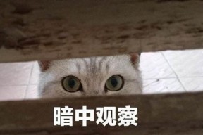 娱乐吃瓜君暗中观察,吃瓜君暗中观察背后的真相